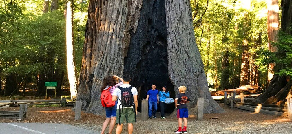 Big-Basin-old-forest-Redwoods-State-Park