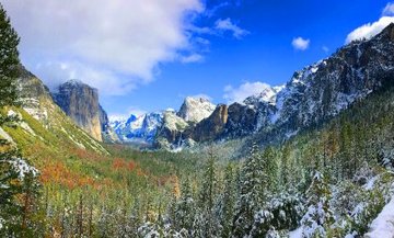 winter in Yosemite Giant Sequoias in the snow .jpg
