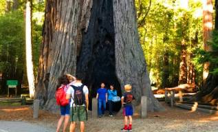 Visit_Redwoods_parks_of_sequoias_forests