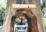 drive_thru_giant_redwood_tree_redwood_national_park