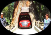 Redwood_National_and_State_Parks
