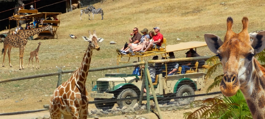 african-safari-west-wildlife-preserve-best-tour-companies-for-families-kids.jpg