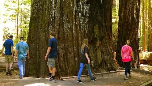 big-basin-redwoods-state-park-tours-sanfrancisco-san-jose