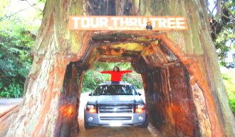 sequoi-drive-thru-trre-redwoods-